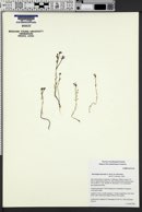 Downingia bicornuta var. bicornuta image