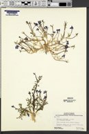 Downingia bicornuta image