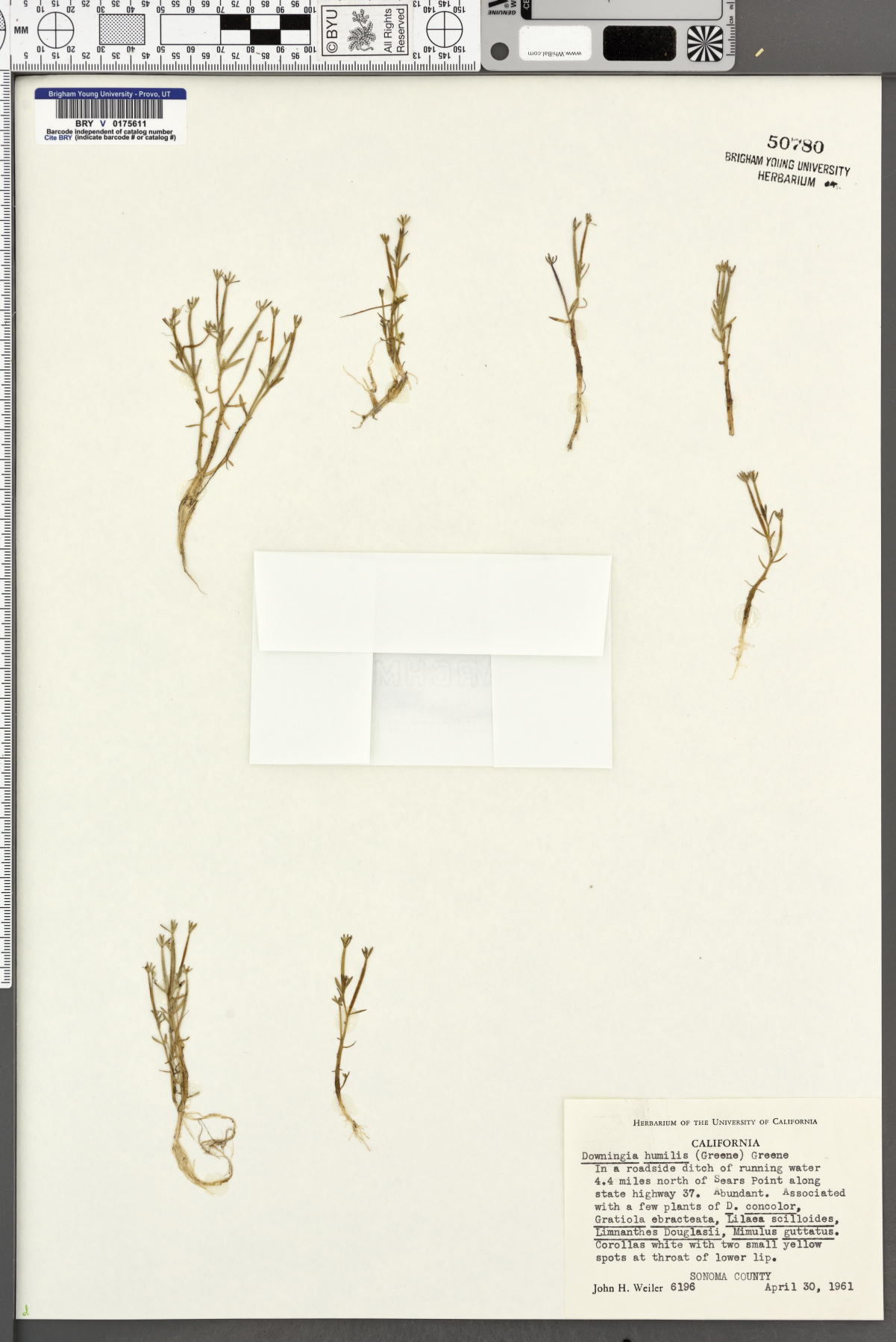 Downingia pusilla subsp. humilis image