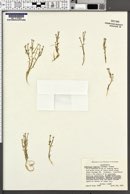 Downingia pusilla subsp. humilis image