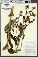 Image of Gadellia lactiflora