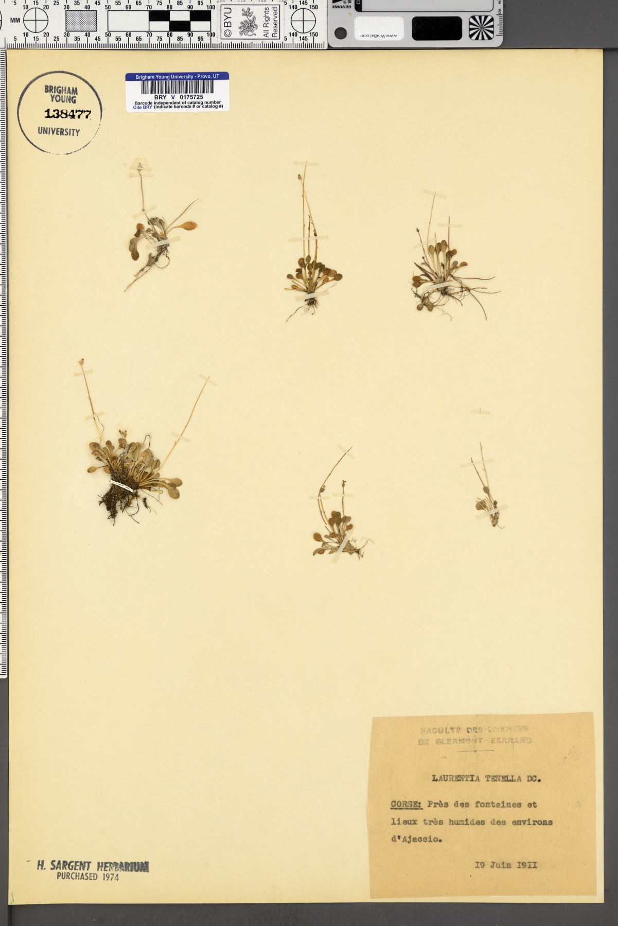 Solenopsis bivonae image