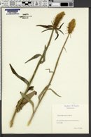 Phyteuma spicatum image