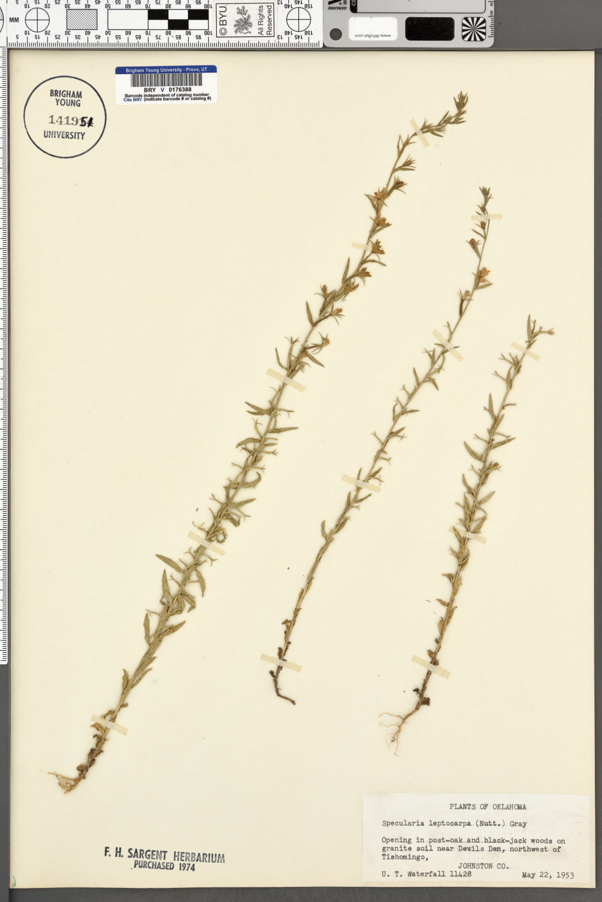 Specularia leptocarpa image