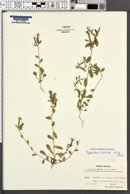 Image of Specularia hybrida