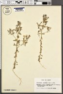 Image of Specularia speculum