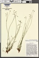 Wahlenbergia gracilis image