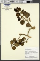 Image of Capparis cordifolia
