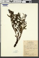 Mertensia coronata image