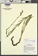 Stephanomeria occultata image