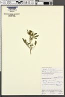 Image of Cleome glaucescens