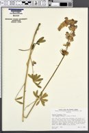 Lupinus excubitus subsp. hallii image