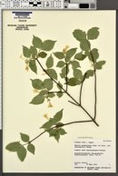Image of Linnaea spathulata