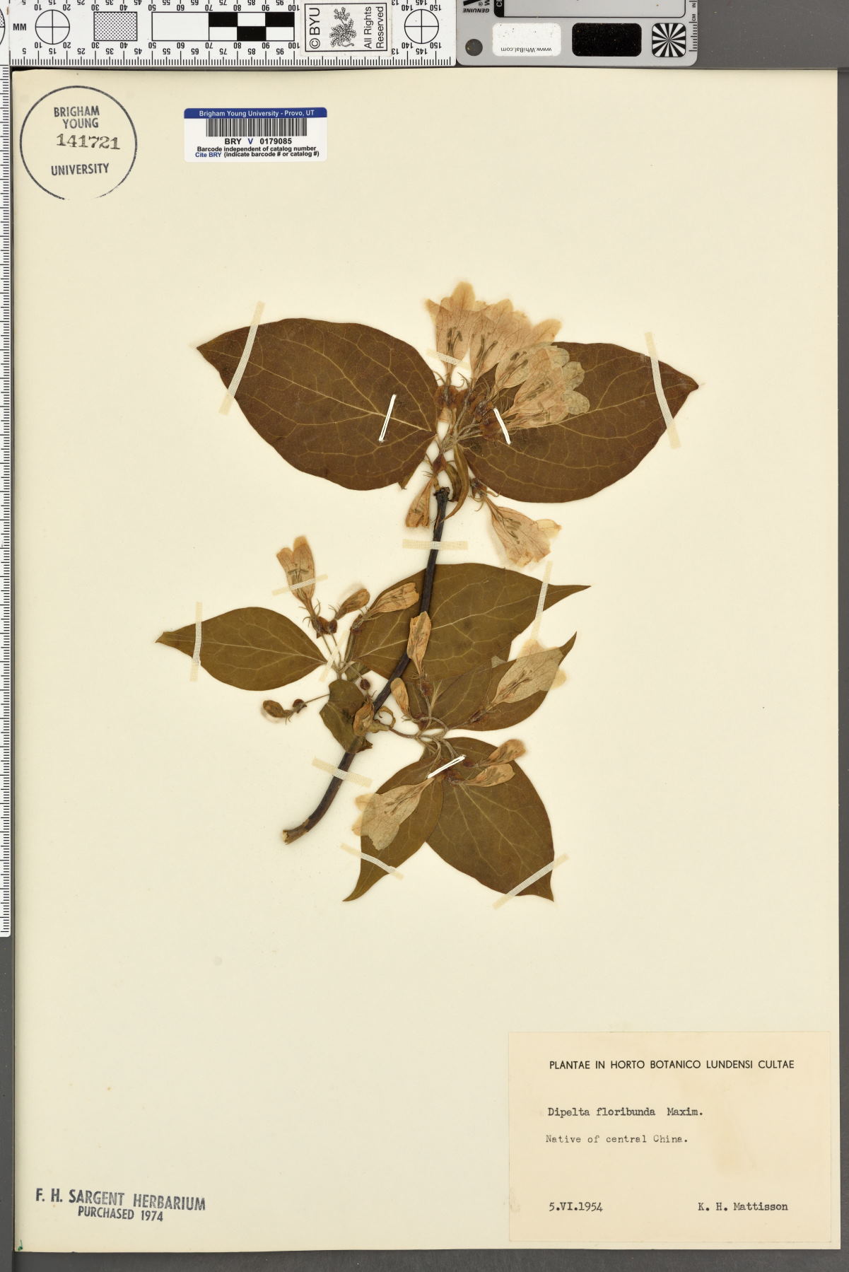 Dipelta floribunda image