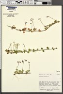 Linnaea borealis image