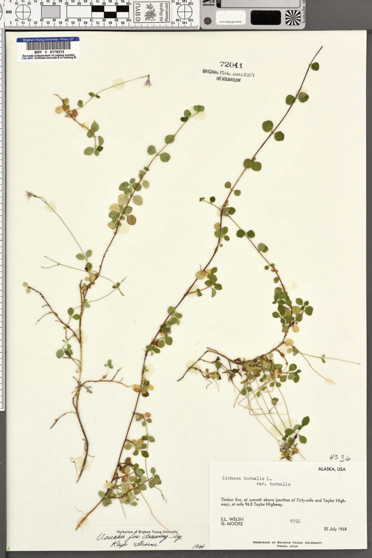 Linnaea borealis var. borealis image