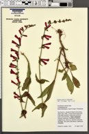 Penstemon eatonii subsp. undosus image