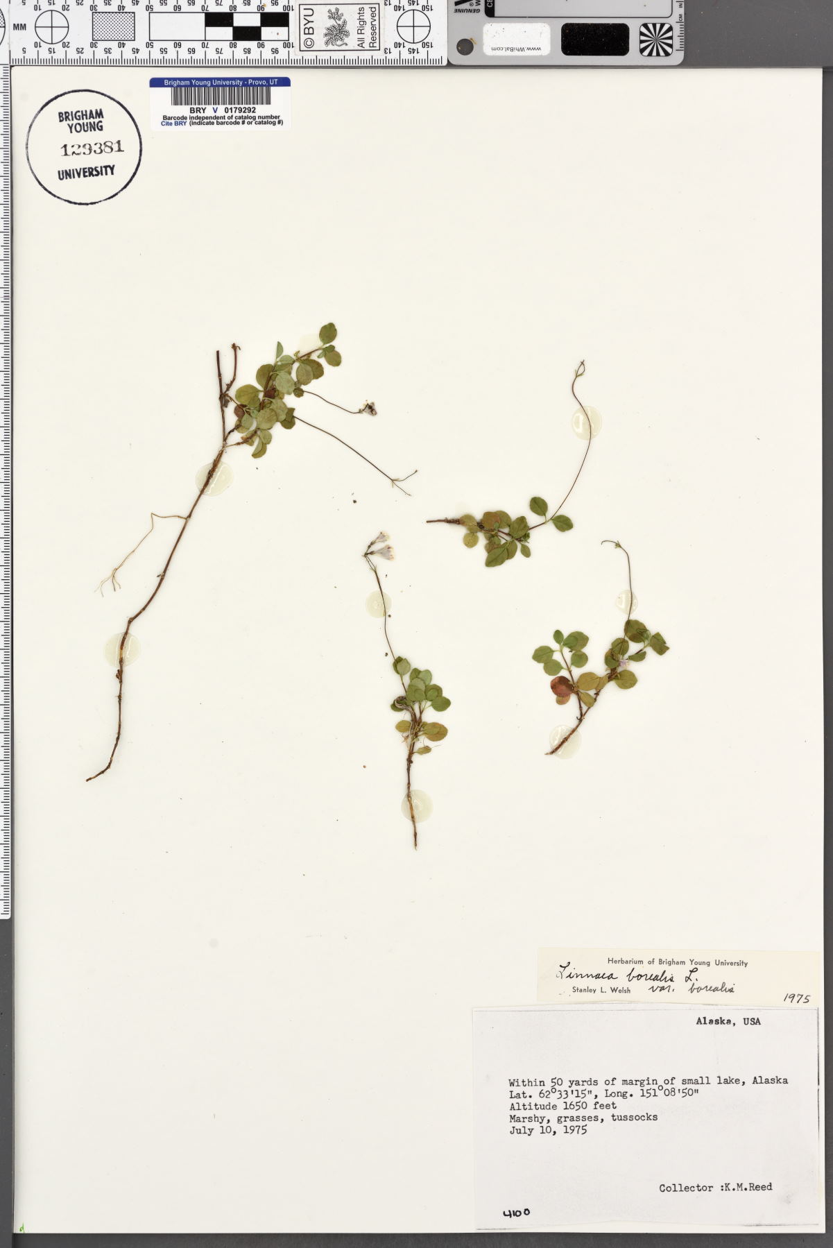 Linnaea borealis var. borealis image