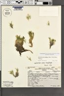 Linanthus glaber image