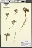 Physaria rubicundula image