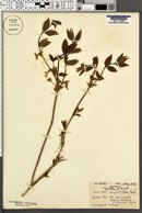 Lonicera strophiophora image