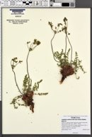 Lomatium scabrum image