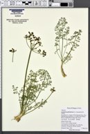 Image of Lomatium papilioniferum