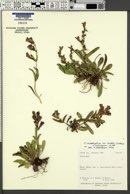 Penstemon leiophyllus image