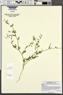 Allophyllum integrifolium image