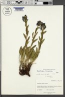 Mertensia lanceolata image