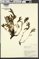 Mertensia lanceolata var. lanceolata image