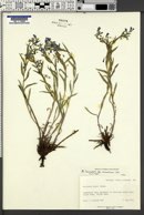 Mertensia lanceolata var. secundorum image