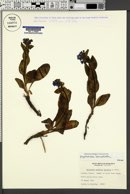 Mertensia lanceolata image