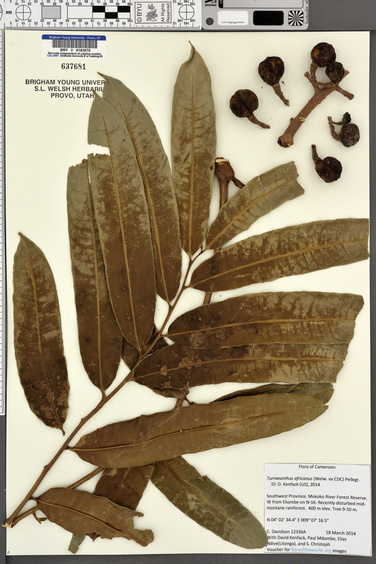 Turraeanthus africanus image