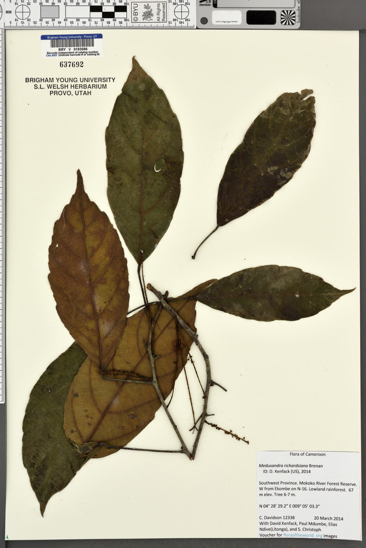 Peridiscaceae image