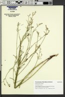 Euphorbia strictior image