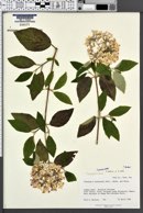 Viburnum burkwoodii image