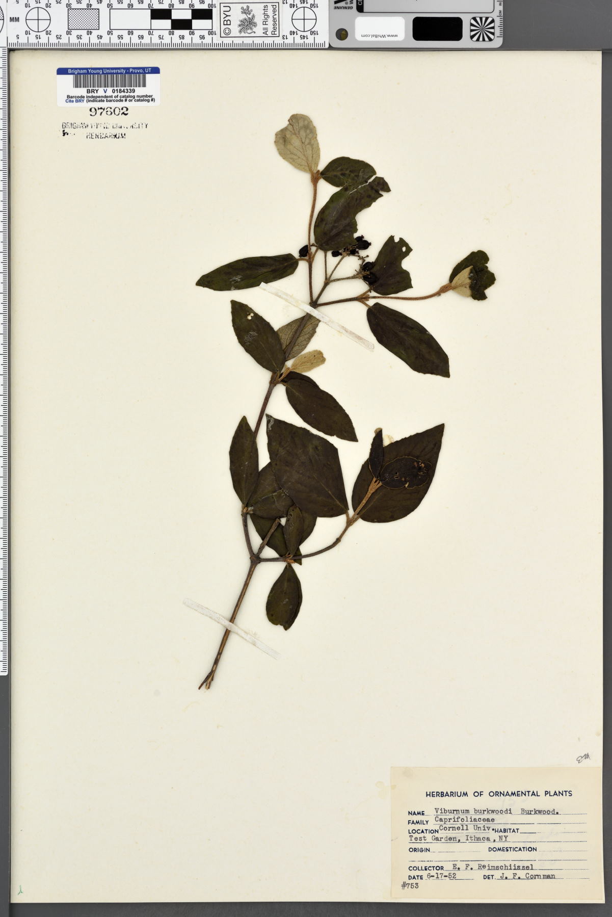 Viburnum burkwoodii image
