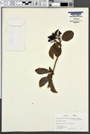 Viburnum prunifolium var. bushii image