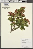 Viburnum tinus image