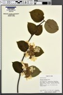 Viburnum furcatum image