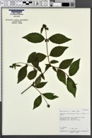 Weigelia floribunda image