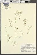 Sabulina californica image