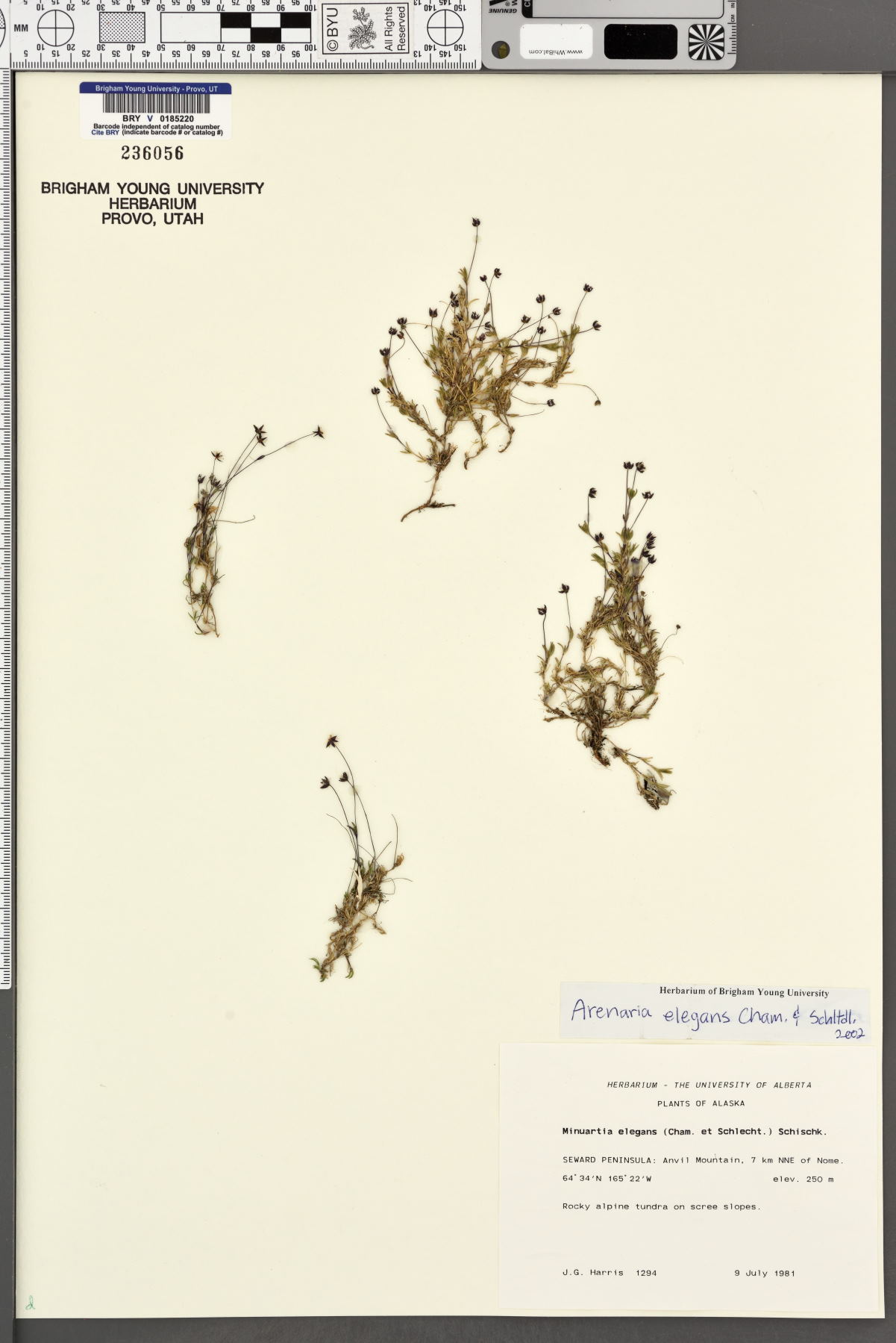 Arenaria elegans image