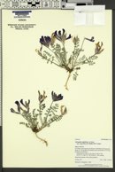 Astragalus amphioxys var. vespertinus image