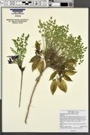 Astragalus megacarpus image