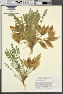 Astragalus megacarpus image
