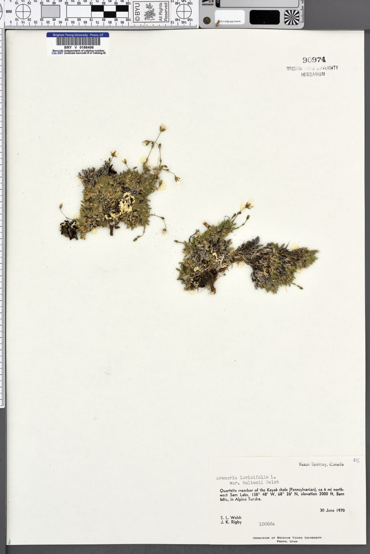 Arenaria laricifolia var. hultenii image