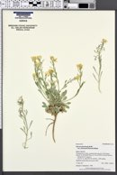 Physaria floribunda var. osterhoutii image