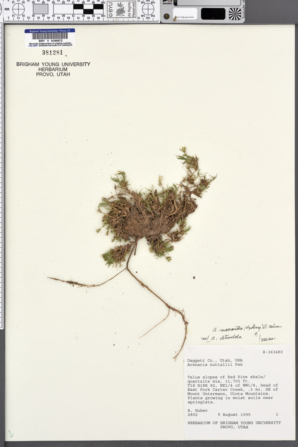 Arenaria macrantha image